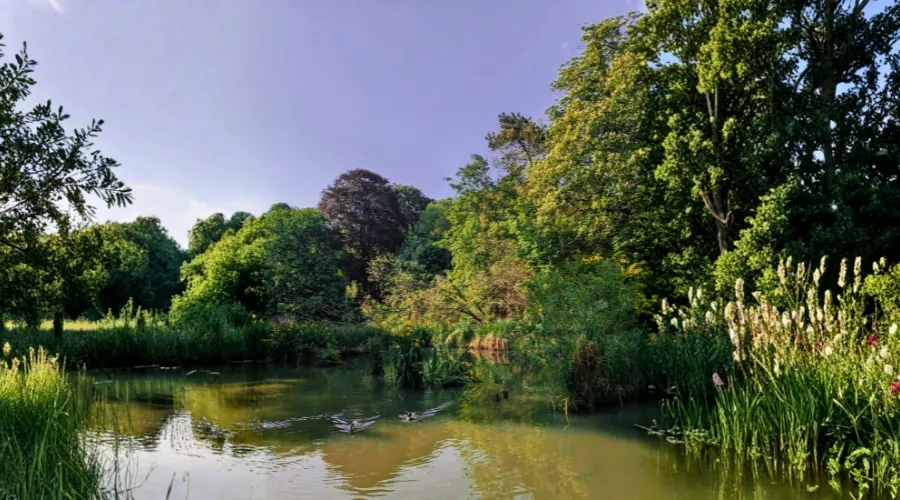 Ducks swimming in the lake at Eastville Park