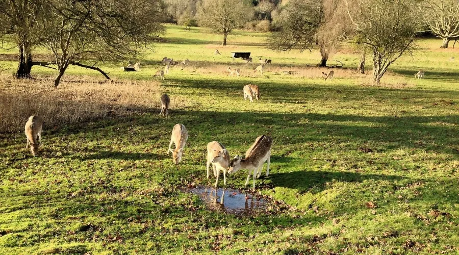 Deer grazing at Ashton Court Estate